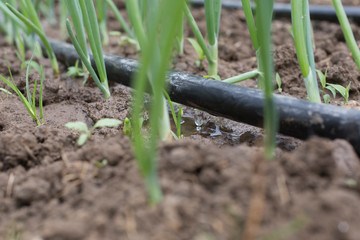 Drip Irrigation System