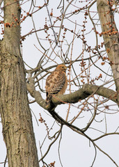 Cooper's Hawk in tree calling