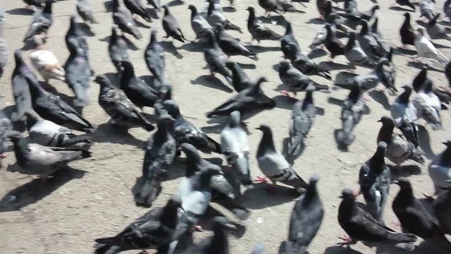 a large cluster of pigeons in the town square