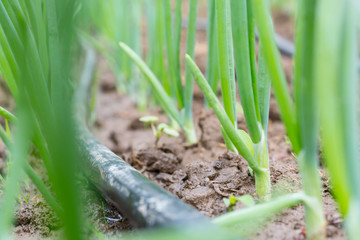 Drip Irrigation System