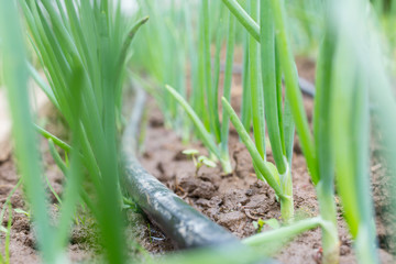 Drip Irrigation System