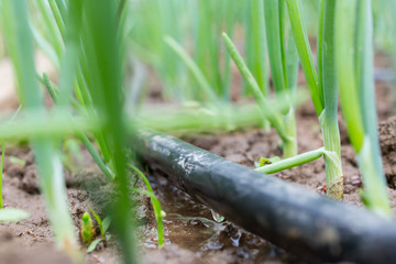 Drip Irrigation System