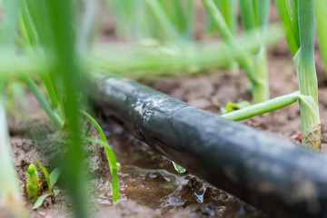 Drip Irrigation System
