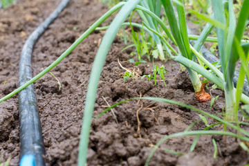 Vegetable garden with drip irrigation system. Drop by drop equipment for gardening.