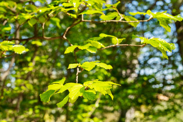 Persian ironwood tree