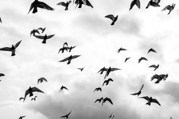 A flock of pigeons in motion, with dark clouds in the background