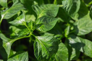 home pepper seedlings