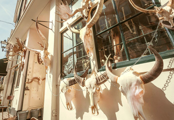 Fototapeta na wymiar Animal skulls with horns for sale on facade of small store of decor and home design