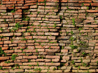 green plant growth on old brick wall
