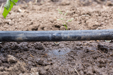 Drip Irrigation System