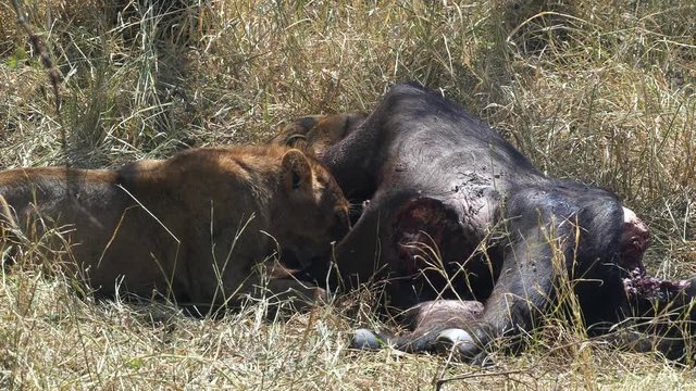 two lions feeding on the abdomen of an african buffalo kill in serengeti national park in tanzania