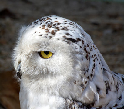 Snowy owl. Close-up photo