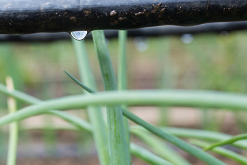 Drip Irrigation System