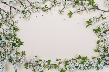Fototapeta na wymiar photo of spring white cherry blossom tree on pastel background. View from above, flat lay, copy space. Spring and summer background.
