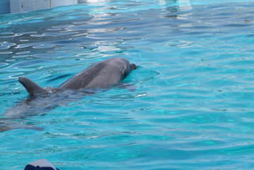 Naklejka premium イルカ