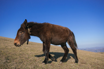 Ritratto di un asino che cammina in montagna