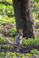 little squirrel in the park