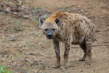 T&uuml;pfelhy&auml;ne / Spotted hyaena / Crocuta crocuta