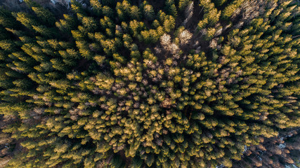 Aerial Photography of a Forest in Winter