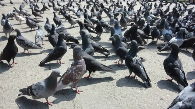 a large cluster of pigeons in the town square