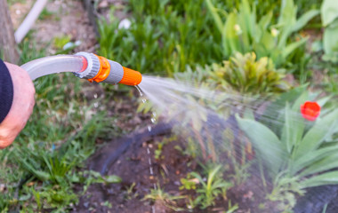 Watering flowers in the garden with a watering tool