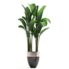 Banana palm, Ravenala palm in a pot	