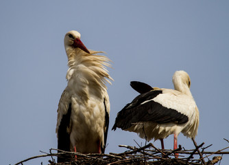 Liebestanz Weisser Störche