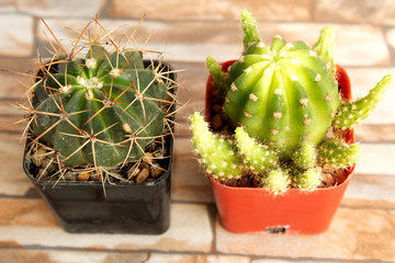 cactus in flowerpot on stone background