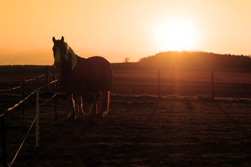 A horse in Springtime, standing in a paddock in the early morning sun.