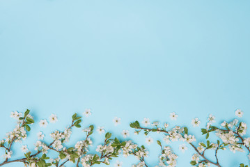 photo of spring white cherry blossom tree on blue background. View from above, flat lay, copy space. Spring and summer background.