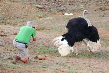 Strau&szlig;en M&auml;nnchen am Nest