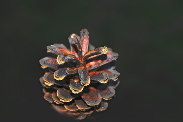 Dry pine cone on a blurred background close-up view from above.