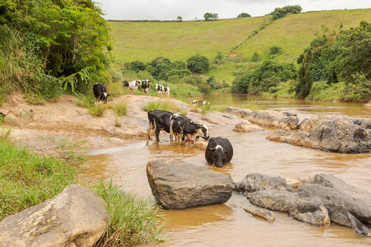 Gado leiteiro bebendo &aacute;gua do Rio Pomba, em &aacute;rea do munic&iacute;pio de Guarani, estado de Minas Gerais, Brasil