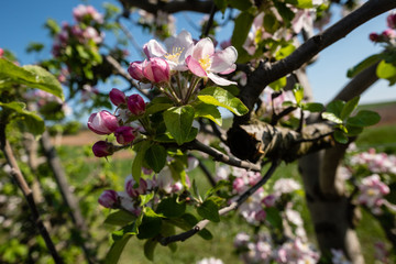Pommiers en bourgeons