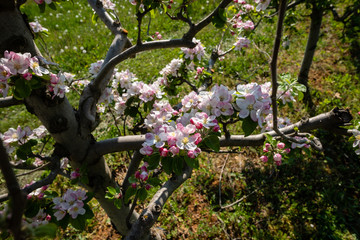 Branches de pommiers en fleurs