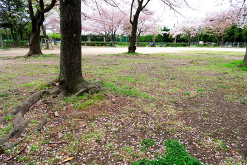 桜の花びら散る公園風景