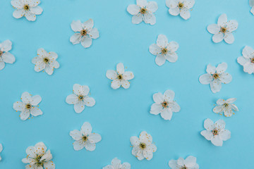 photo of spring white cherry blossom tree on blue background. View from above, flat lay, copy space. Spring and summer background. cherry blossom on a blue background