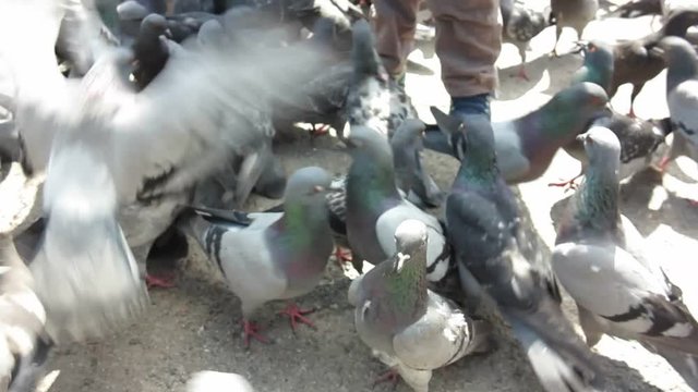 a small child feeding pigeons with hands in the town square