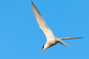 Common Tern flying in the blue sky. Ready to hunt	
