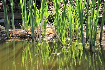 duck in the grass
