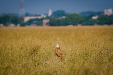 A clean image of long-legged buzzard or buteo rufinus portrait. He was sitting in grassland with a beautiful green background at tal chappar blackbuck sanctuary, India	