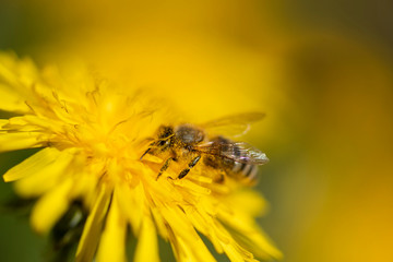 Honigbiene sammelt Necktar auf Blütenpflanze, behaftet mit Pollen und Blütenstaub
