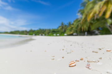 Relaxing beach scene with seashells and blurred exotic beach landscape background. Tropical paradise and peaceful nature scenery