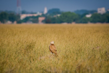 A clean image of long-legged buzzard or buteo rufinus portrait. He was sitting in grassland with a beautiful green background at tal chappar blackbuck sanctuary, India	