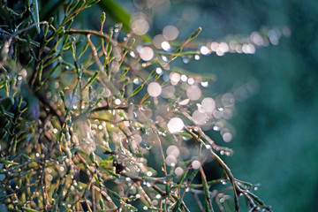 Wet green leaves,Spot focus Close-up, green leaves Blurred bokeh  and fair lens as background In the natural garden in the daytime.