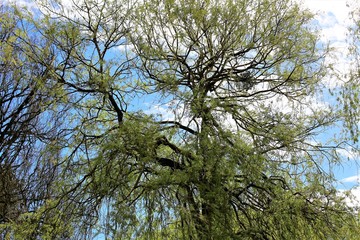 tree and blue sky