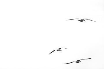 birds flying in the sky