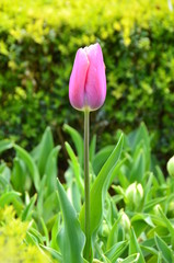 pink tulip in the garden