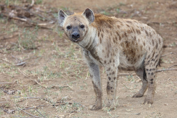 Tüpfelhyäne / Spotted hyaena / Crocuta crocuta