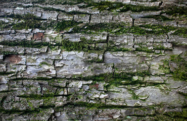 Tree Bark With Moss Texture Background